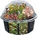 Grow Your Own Carnivorous Creations Terrarium