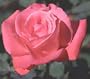 1 - Potted Rose - Tropicana