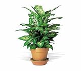 Teleflora