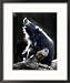 A Sloth Bear Enjoys the Morning Sun and a Passing Group of Tiny Midge Insects Framed Photographic Poster Print, 17x21