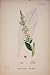 Verbascum Lychnitis White Mullein Colour Print C1878