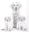Original Golden Retriever and puppies hand drawing