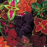 Coleus Seeds - Coleus Giant Exhibition Complete Mix