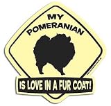 My Pomeranian Is Love in a Fur Coat Magnet