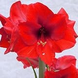 Amaryllis Red Lion