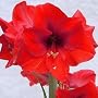 Amaryllis Red Lion