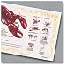 Hoffmaster 901-ECO1 Lobster Recycled Placemat