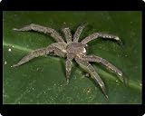 Mouse Mats of Wandering Spider, Family Ctenidae from Ecoscene