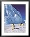 All Products : Emperor Penguins, Cape Darnley, Australian Antarctic Territory, Antarctica Framed Art Poster Print by Pete Oxford, 25x31