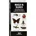 Bugs & Slugs: An Introduction to Familiar North American Invertebrates (North American Nature Guides)