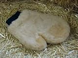 Ovation Reversible Sheepskin Grooming Mitt