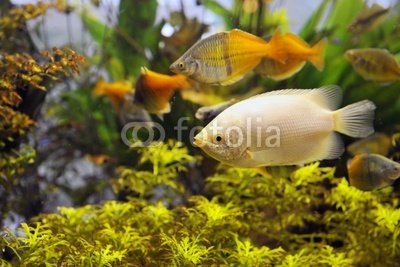 Wallmonkeys Peel and Stick Wall Decals - Aquarium - 36