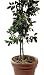 WOODSTREAM CORP. ST6HD 6" HEAVY DUTY STURDY STAKE Pack of 10