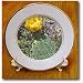 Costal Prickly Pear Cactus flower.(Opuntia littoralis).Crystal Cove State Park, California - 8 Inch Porcelain Plate