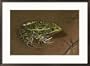 A southern, or chiricaha, leopard frog (Rana utricularia) Framed Art Poster Print by George Grall, 29x21