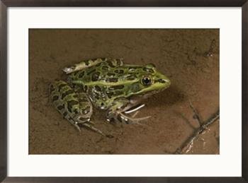 leopard frog