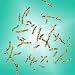Human Chromosomes 46 23 Pairs Karyotype Photographic Poster Print, 16x16