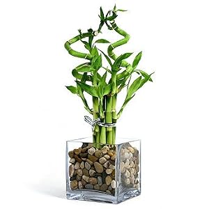 Modern Bamboo Arrangement - Frontgate