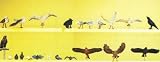 Preiser 10169 Assorted Birds C16561