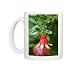 Photo Mugs of WAT-12531 Tree Dwarf Pomegranate flower from Ardea Wildlife Pets