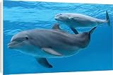 Canvas Prints of bottlenose dolphin - female and her calf from Ardea Wildlife Pets
