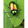 A Dogbane Leaf Beetle, Chryschus Cobaltinus, Eating Dogbane Leaf Photographic Poster Print by George Grall, 48x64