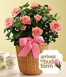 Potted Pink Rose by Proflowers Cheap
