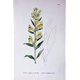 BOTANY PLANTS c1902 YELLOW TOADFLAX LINARIA VULGARIS