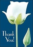 Postcards - Thank You Tulip - 50pk