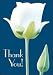 Postcards - Thank You Tulip - 50pk