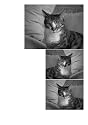 Siwo - Design Katzen Fliesen Dekoration (402)