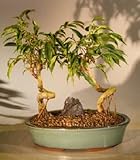 Bonsai Boy's Oriental Ficus Coiled Bonsai Tree - Double Planting - Banyan Style ficus benjamina 'orientalis' Bonsai Boy's Oriental Ficus Coiled Bonsai Tree - Double Planting - Banyan Style ficus benjamina 'orientalis'