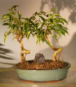 Bonsai Boy's Oriental Ficus Coiled Bonsai Tree - Double Planting - Banyan Style ficus benjamina 'orientalis'