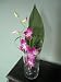Dendrobium Orchid Arrangement Great Graduation or Prom Gift