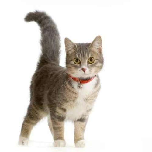 Chat Européen – 48″H x 48″W – Peel and Stick Wall Decal by Wallmonkeys