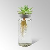 Botanique4-ボタニーク 多肉植物とサボテンの水栽培キット amazon限定 4個セット