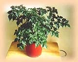 China Doll 15 Seeds - Radermachera - House Plant