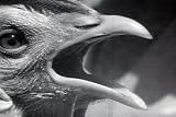 Raising & Farming Chickens, Turkeys, and other Poultry in Classic Movie: Poultry on the Farm DVD (1930s)