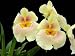 Miltoniopsis Andrea West yellow orchid large seedling