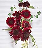 Chianti Sunflower - 25 Seeds