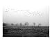 The Birds Scenic Photographic Poster Print by Douglas Ljungkvist, 20x16