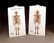 Skeleton Plastic Clipboard 8943PCB