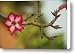 Adenium obesum desert rose Canvas Print / Canvas Art - Artist Nancy Morrison