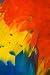 Scarlet Macaw Feathers - 24