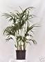 Live Kentia Palm Trees - 3 in a Pot