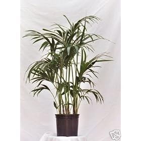 Live Kentia Palm Trees - 3 in a Pot