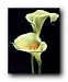 CALLA LILLIES FLOWERS ART PHOTOGRAPH 16X20 POSTER 16143