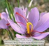 IMAGE OF Crocus Sativus