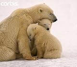 Wallmonkeys Peel and Stick Wall Decals - Polar Bear Mother and Cubs Cuddling - Removable Graphic