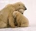 Wallmonkeys Peel and Stick Wall Decals - Polar Bear Mother and Cubs Cuddling - 24"W x 21"H Removable Graphic Wallmonkeys Peel and Stick Wall Decals - Polar Bear Mother and Cubs Cuddling - 24"W x 21"H Removable Graphic